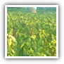 LEAF TOBACCO SHREDDED TOBACCO raw tobacco leaf dark air cured tobacco rustica tobacco FLUE CURED TOBACCO